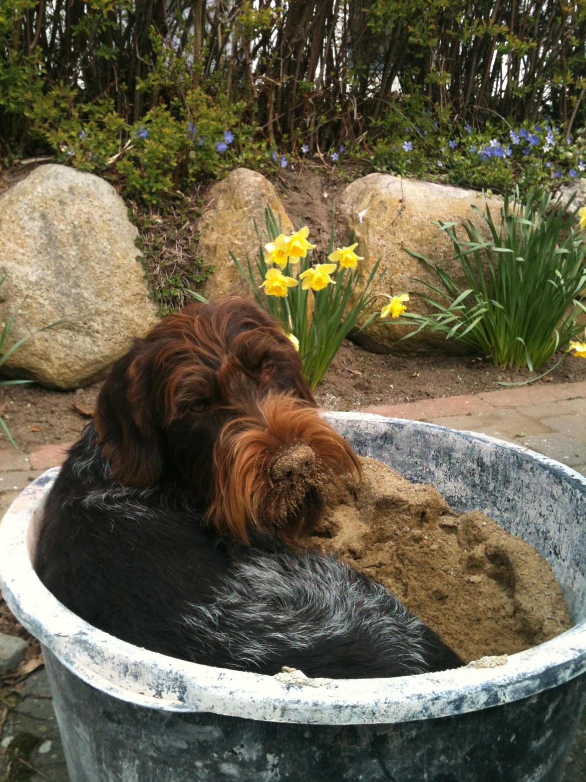 Ruhåret hønsehund Ludvig - Han er en nysgerrig hund, der har snuden i ALT;-) billede 5