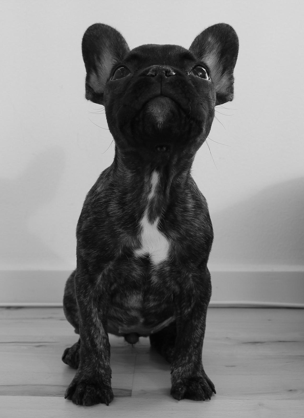 Fransk bulldog Nanna - 12 uger billede 18