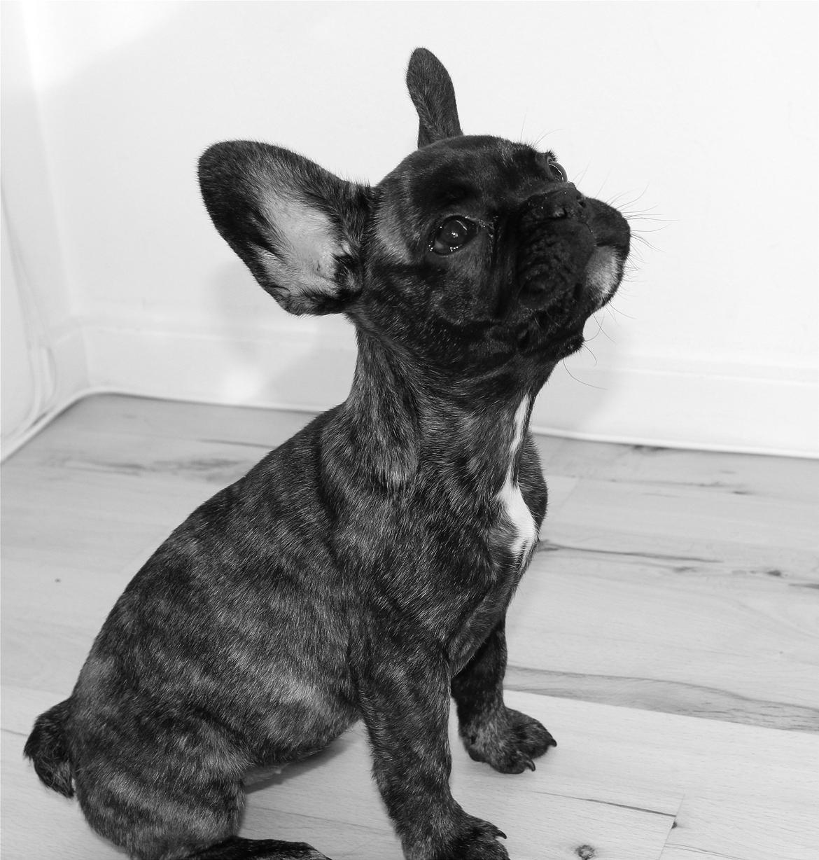 Fransk bulldog Nanna - 12 uger billede 17