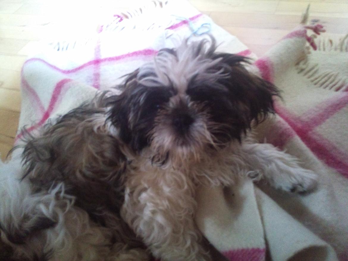 Shih tzu Uffe billede 1