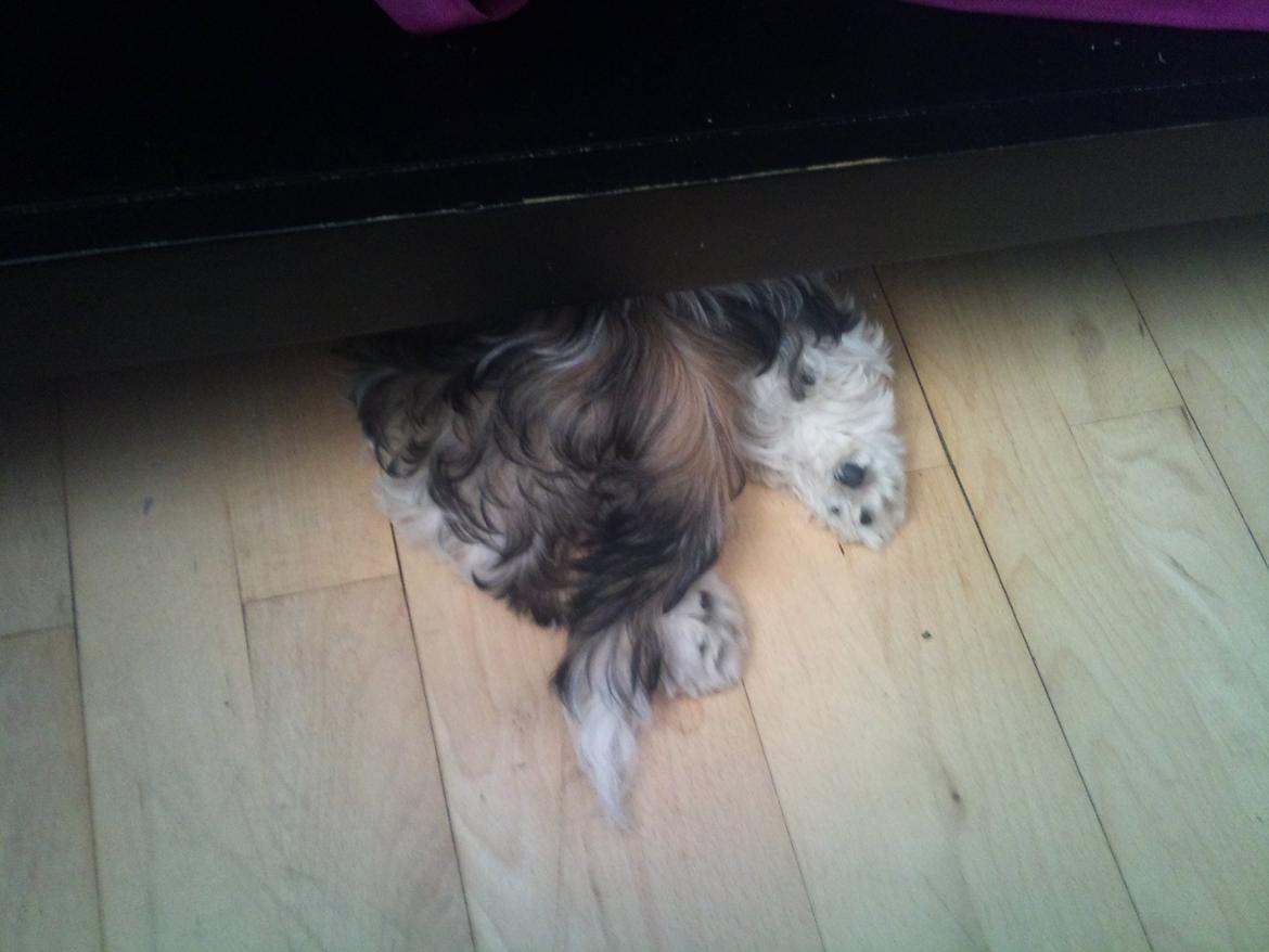 Shih tzu Uffe billede 4