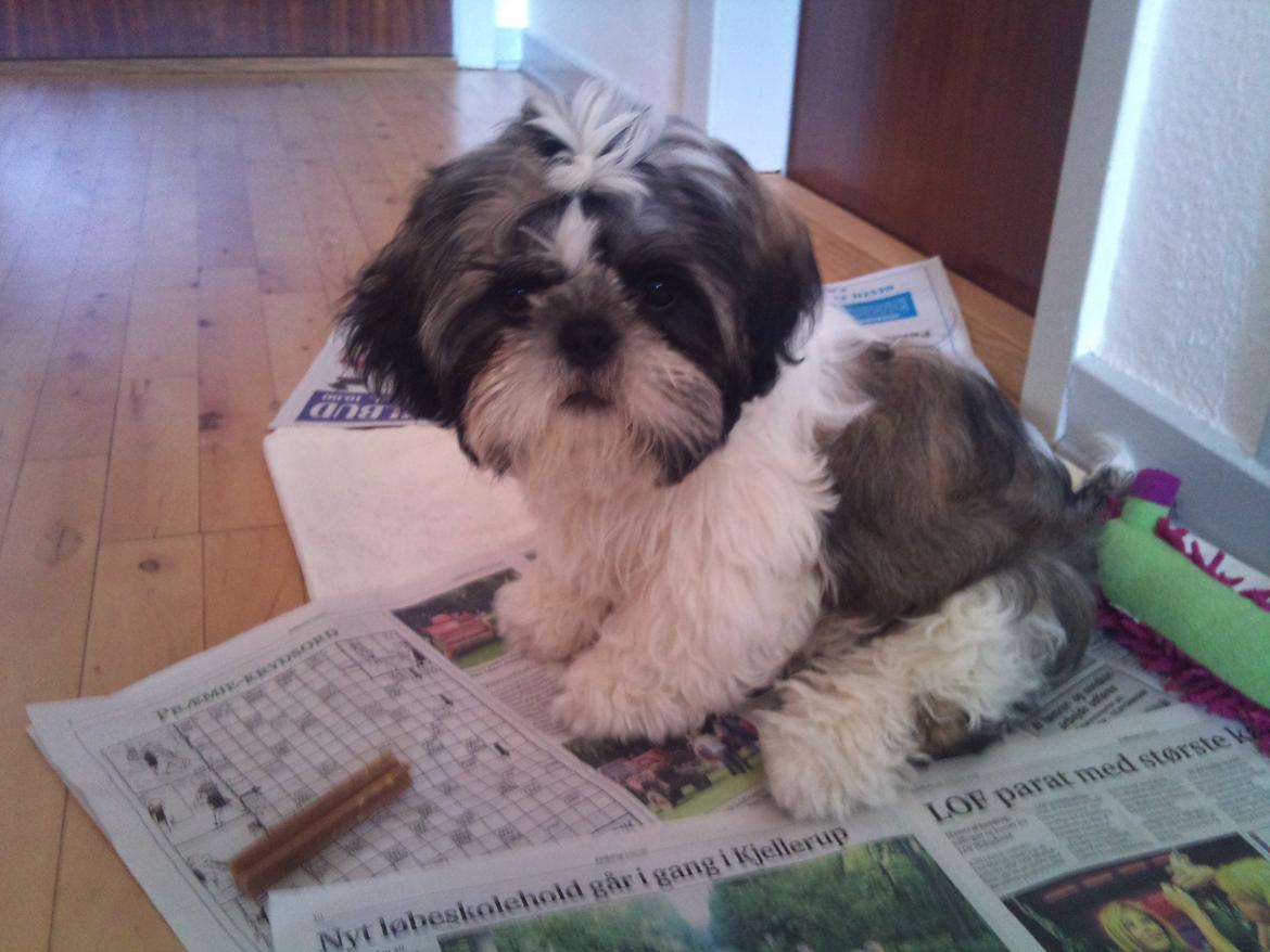 Shih tzu Uffe billede 5