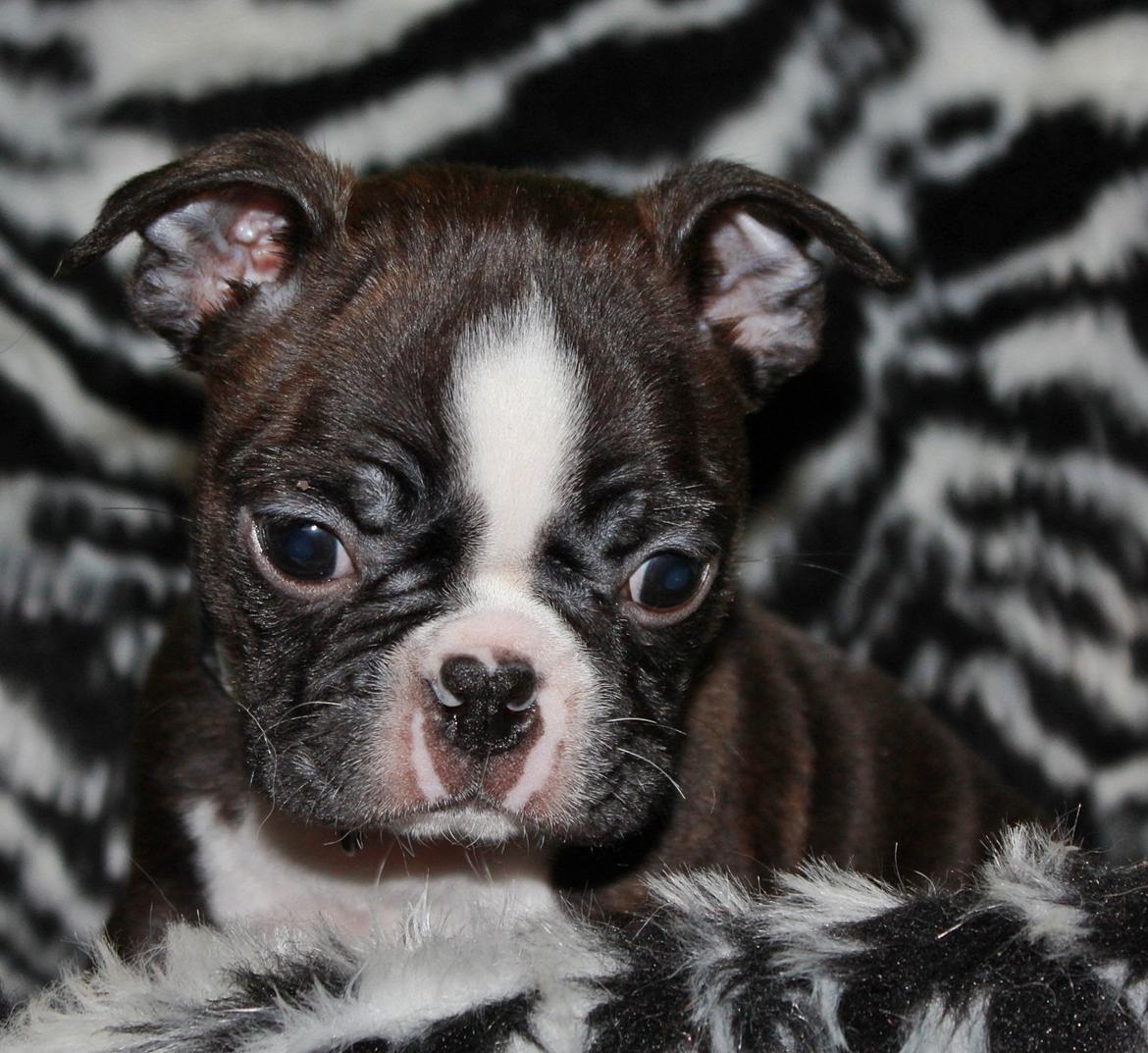 Boston terrier Milo - Billederne er fra cd'en der fulgte med købet af Milo..<3 billede 17