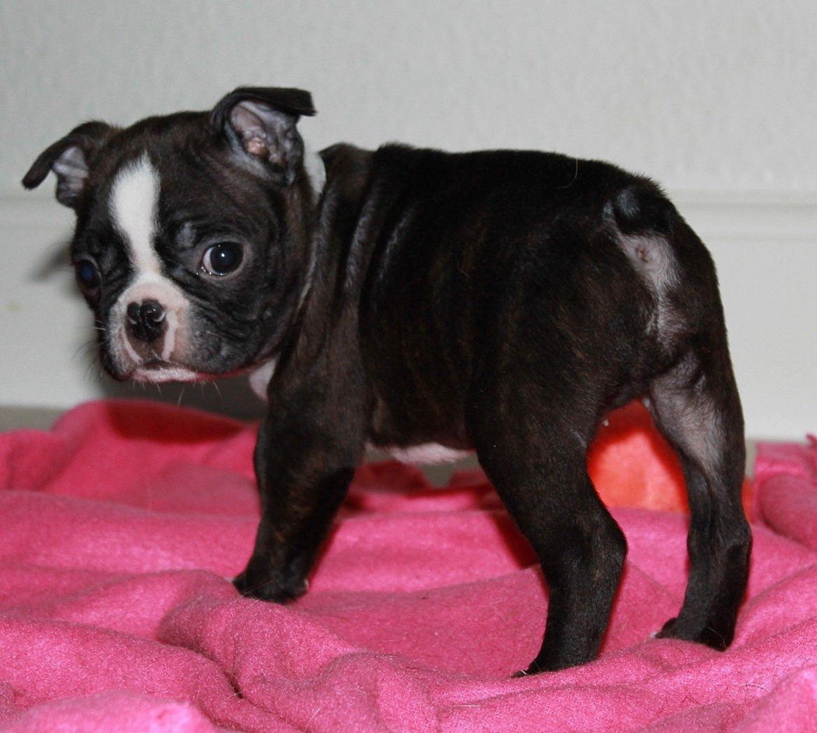 Boston terrier Milo - Billederne er fra cd'en der fulgte med købet af Milo..<3 billede 18