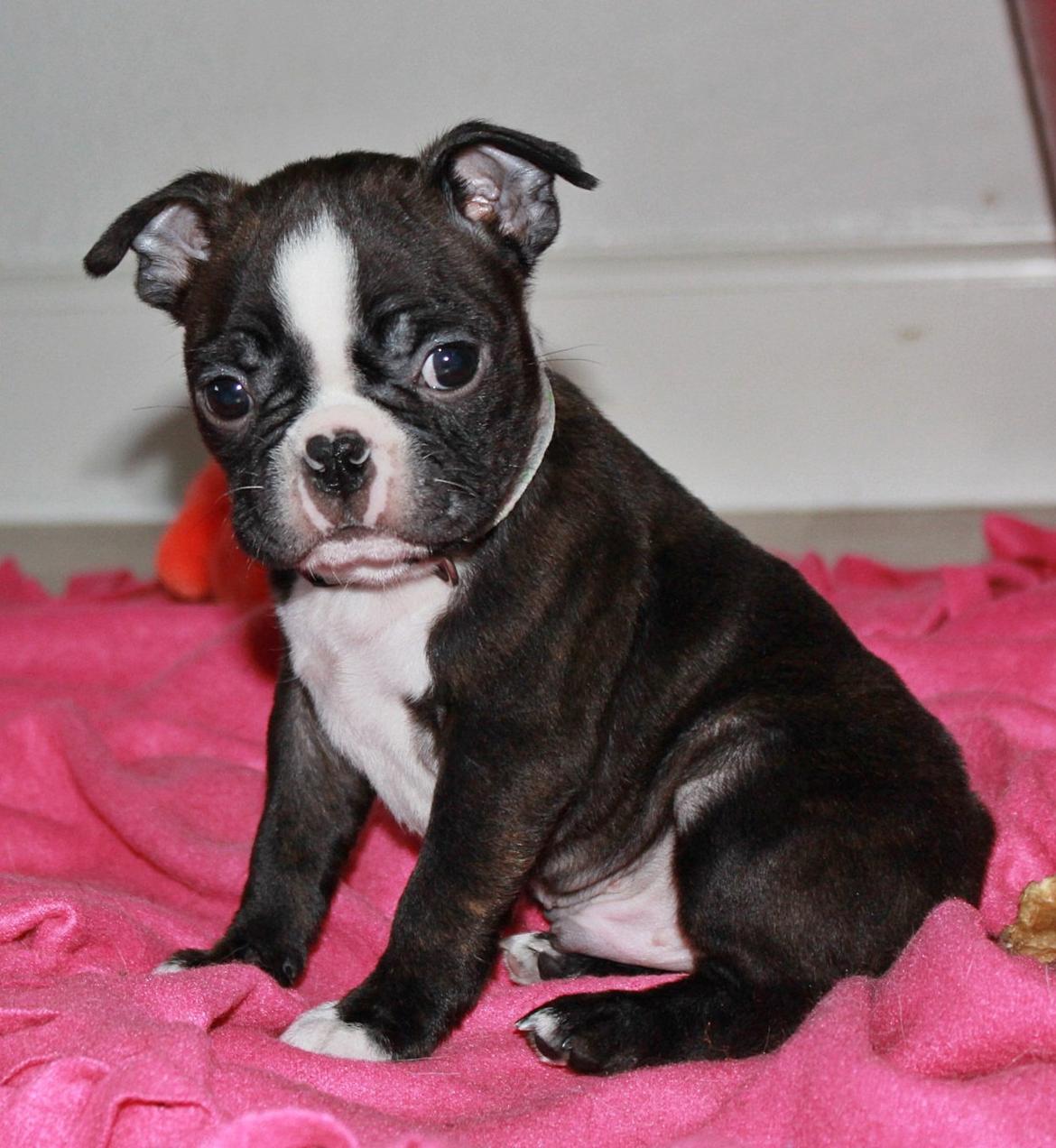 Boston terrier Milo - Billederne er fra cd'en der fulgte med købet af Milo..<3 billede 19