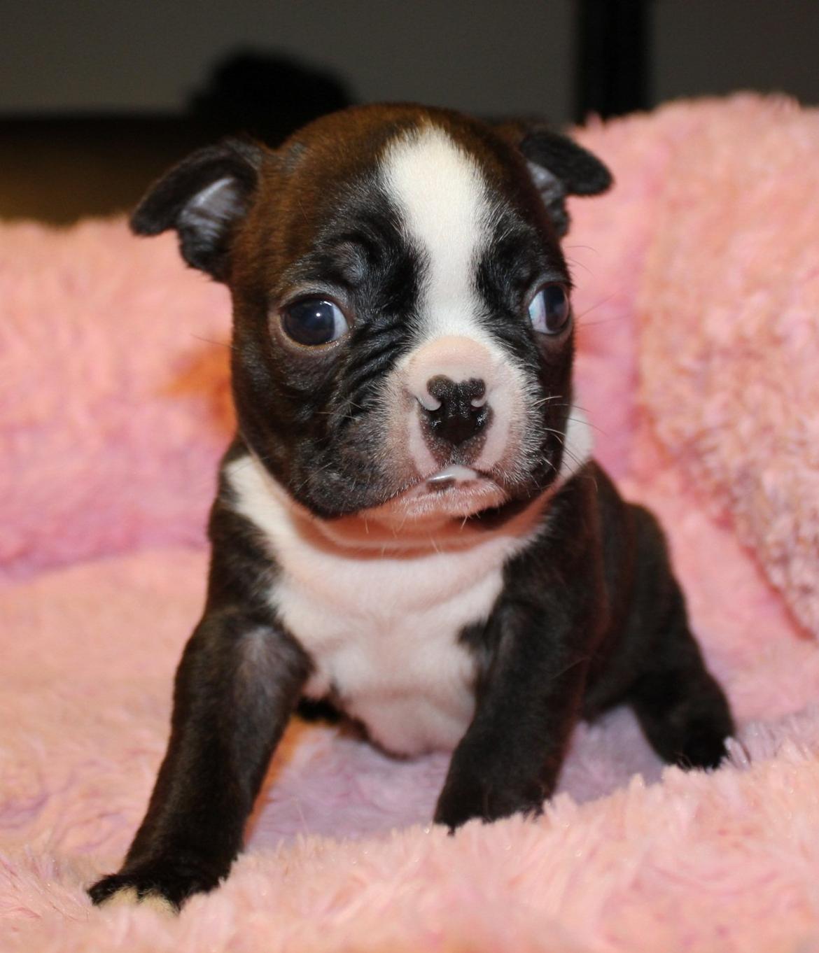 Boston terrier Milo - Billederne er fra cd'en der fulgte med købet af Milo..<3
Gud hvor er han lækker.. billede 20