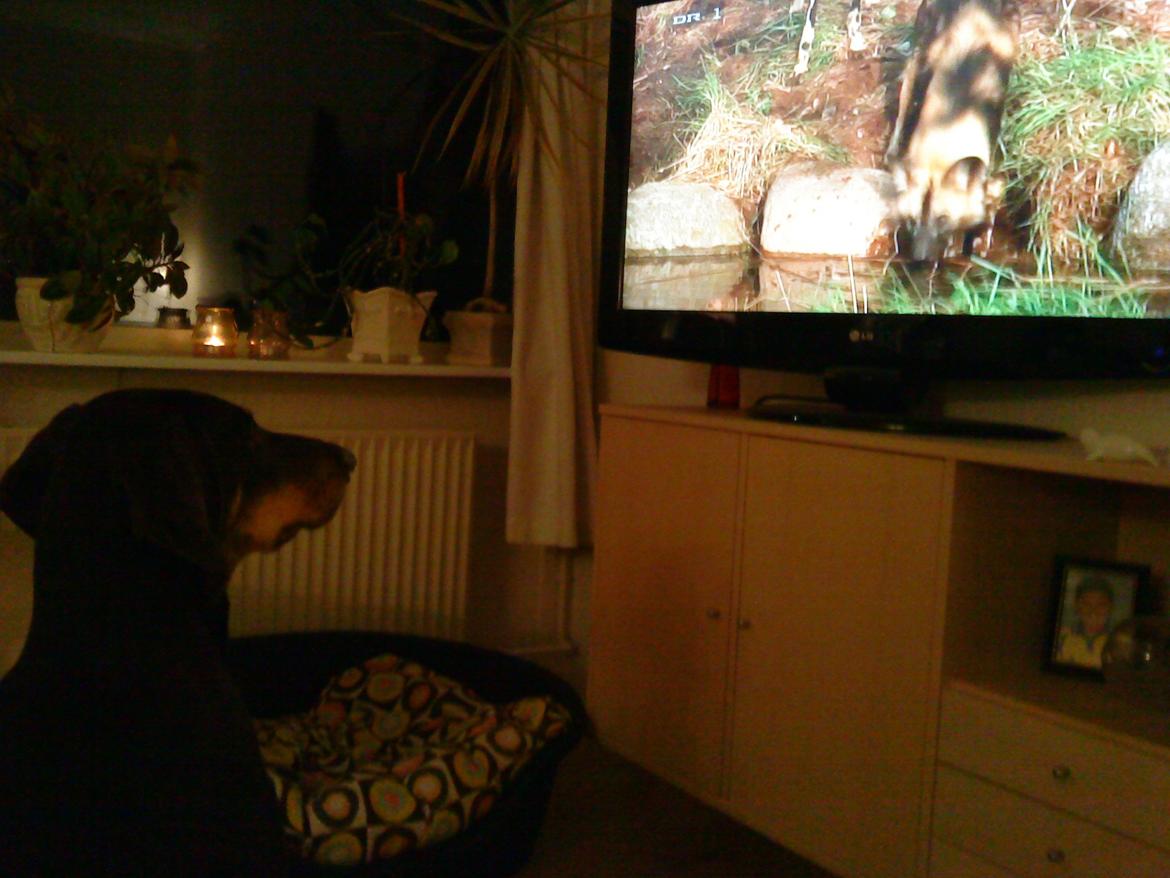 Blanding af racer Kenzo - Sad længe og så på vildehunde i tv... :) billede 7