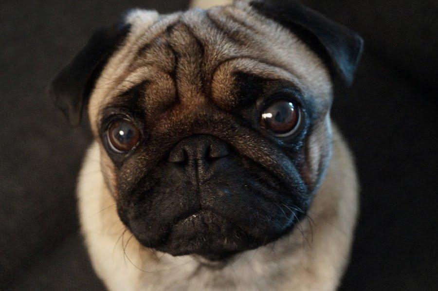 Mops Pelle - Tak for kigget på min profil  billede 17