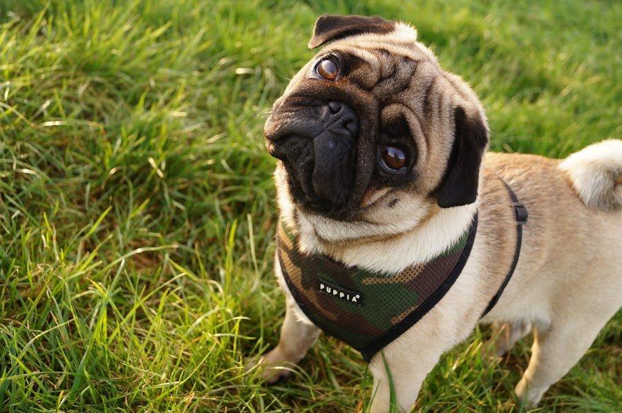 Mops Pelle billede 5