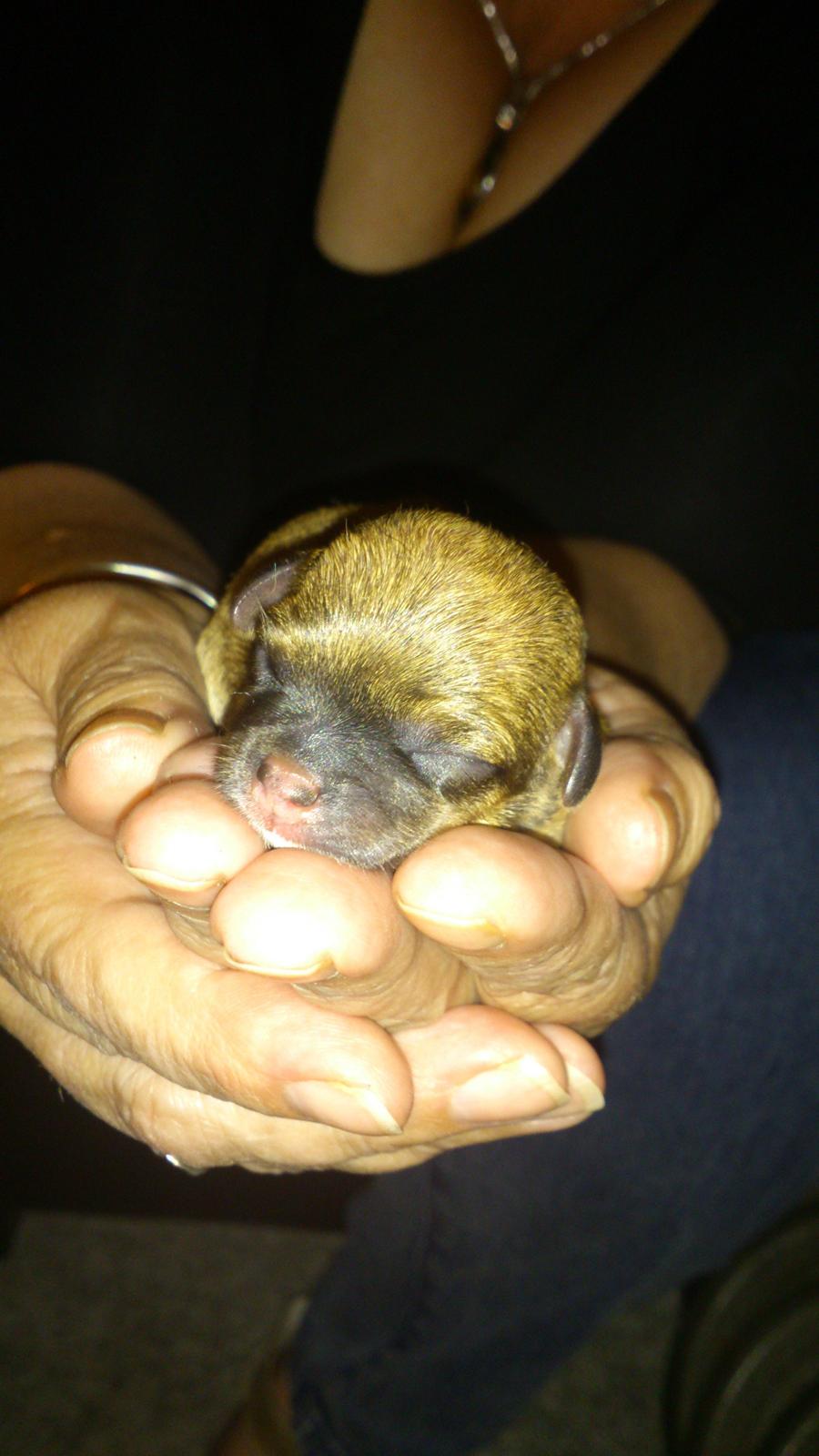 Chihuahua Adi billede 1