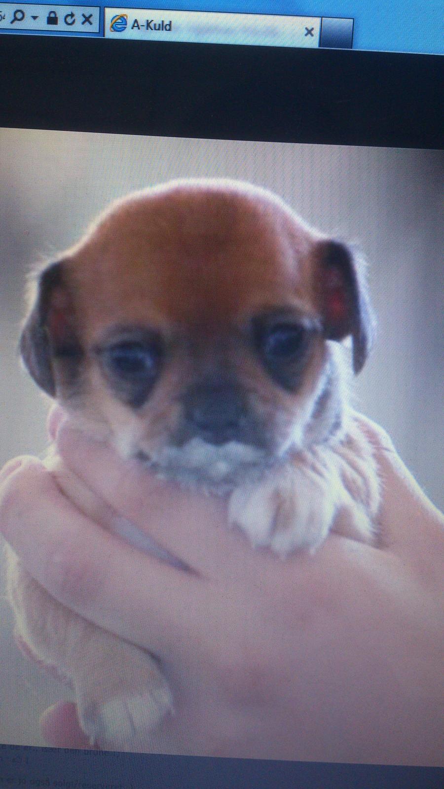 Chihuahua Adi billede 2