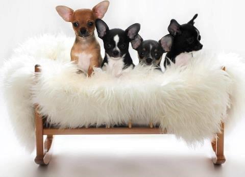 Chihuahua Adi billede 3