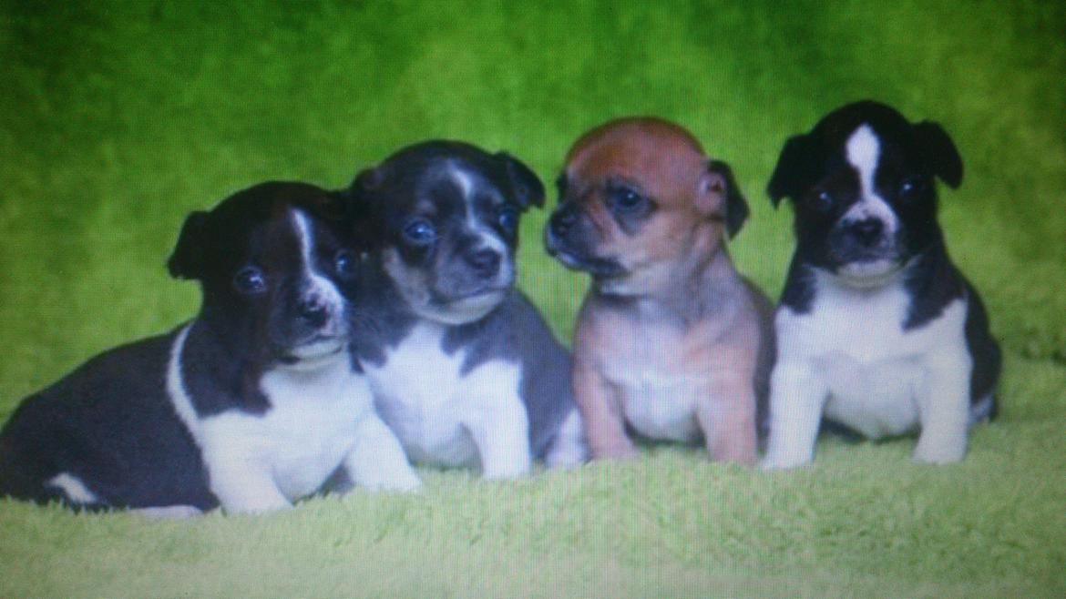 Chihuahua Adi billede 4