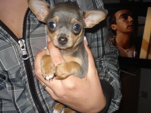 Chihuahua Adi billede 5