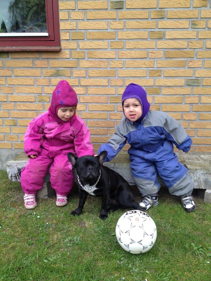 Fransk bulldog Biggie aka Bigs billede 1