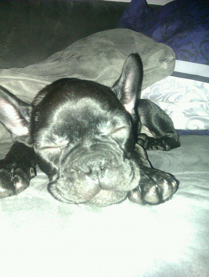 Fransk bulldog Biggie aka Bigs billede 2