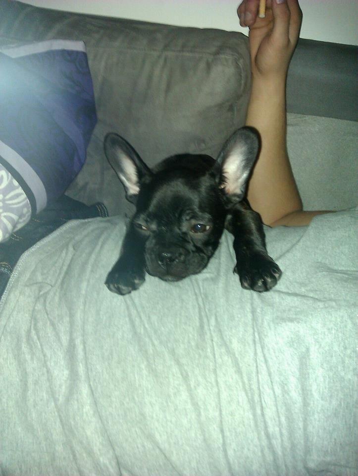 Fransk bulldog Biggie aka Bigs billede 3