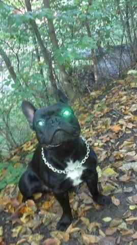 Fransk bulldog Biggie aka Bigs billede 4