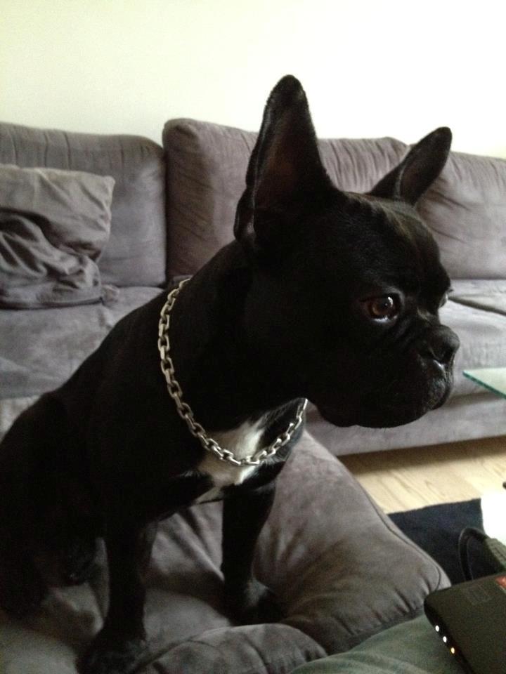 Fransk bulldog Biggie aka Bigs billede 5