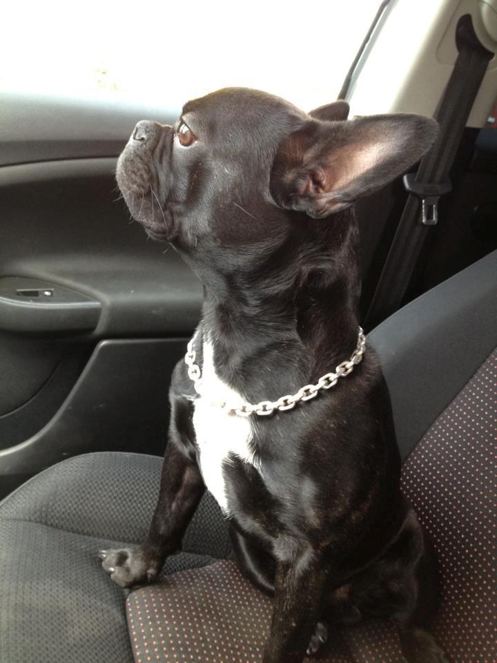 Fransk bulldog Biggie aka Bigs billede 6