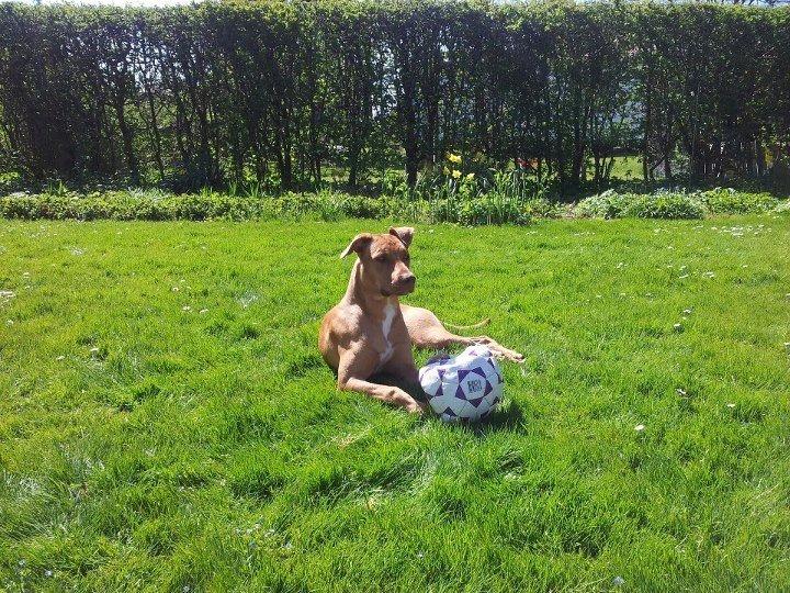 Blanding af racer Liva billede 1