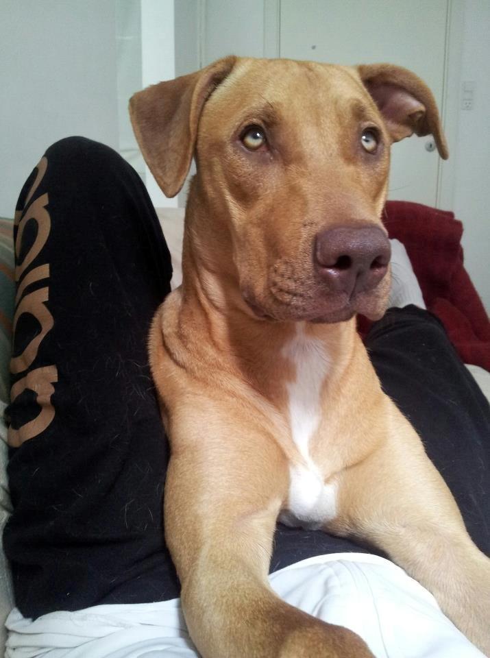 Blanding af racer Liva billede 2