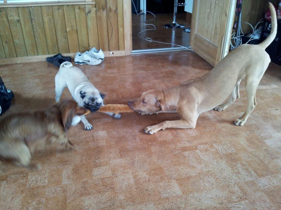 Blanding af racer Liva billede 3