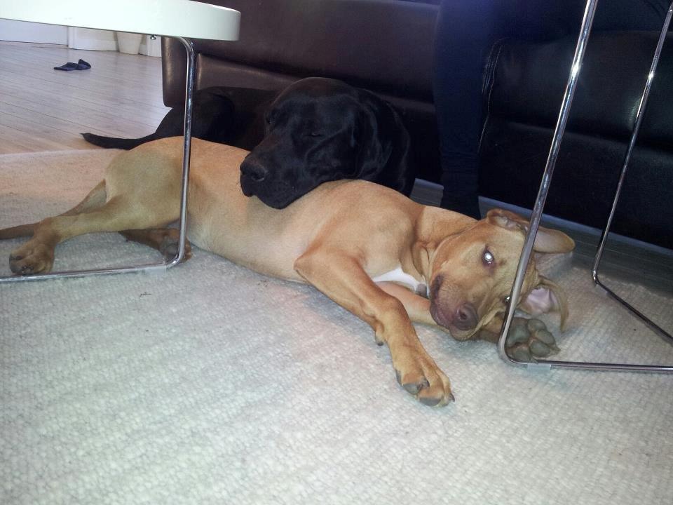 Blanding af racer Liva billede 4