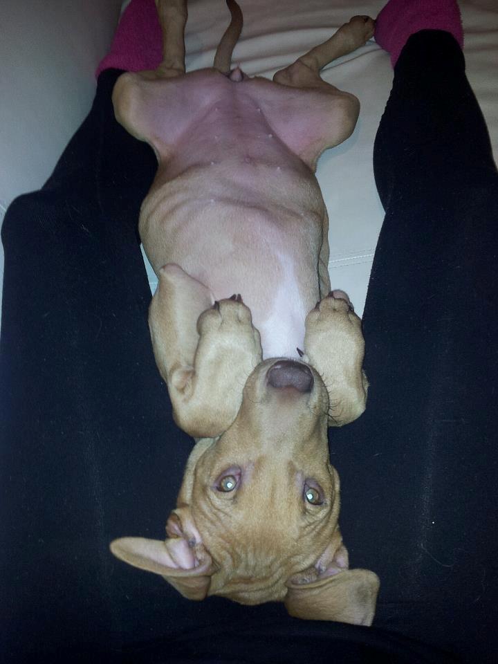 Blanding af racer Liva billede 5