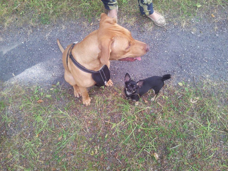 Blanding af racer Liva billede 6