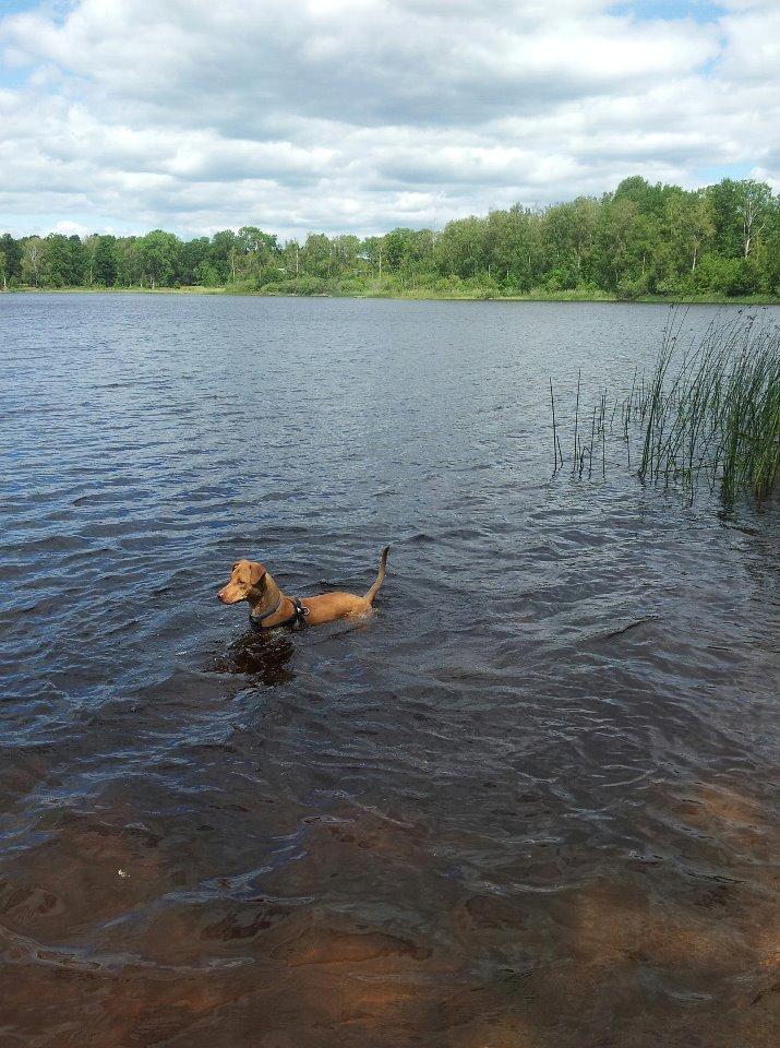 Blanding af racer Liva billede 7