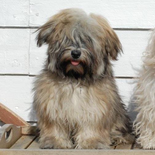 Bichon havanais Raytayas Leah billede 1