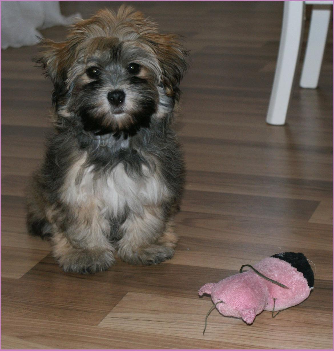 Bichon havanais Raytayas Leah billede 2