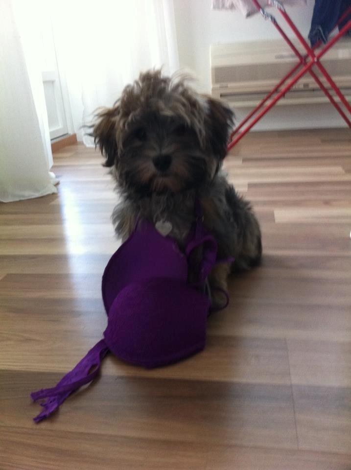 Bichon havanais Raytayas Leah billede 3