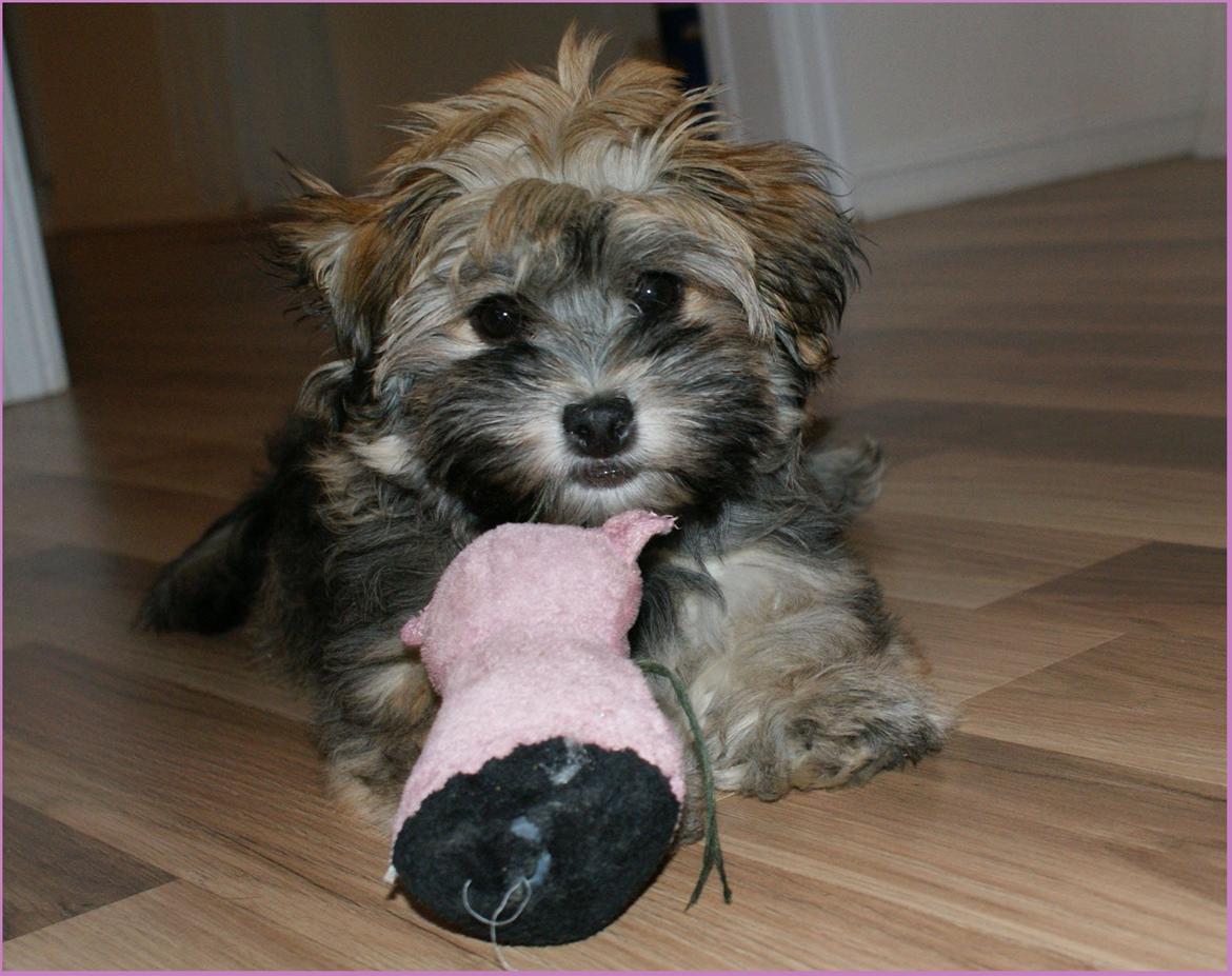 Bichon havanais Raytayas Leah billede 4