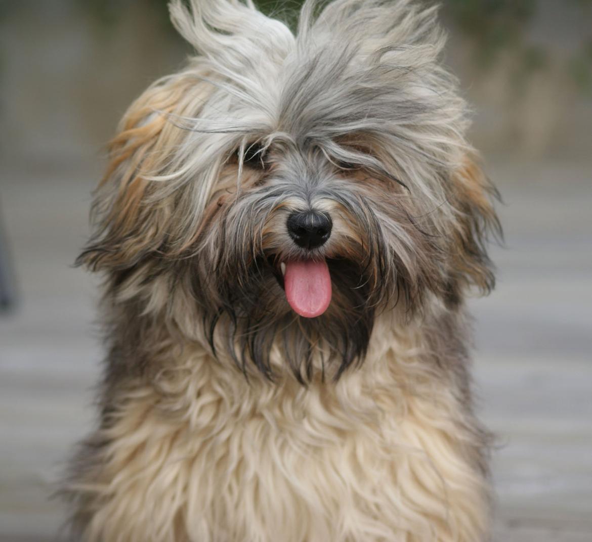 Bichon havanais Raytayas Leah billede 5