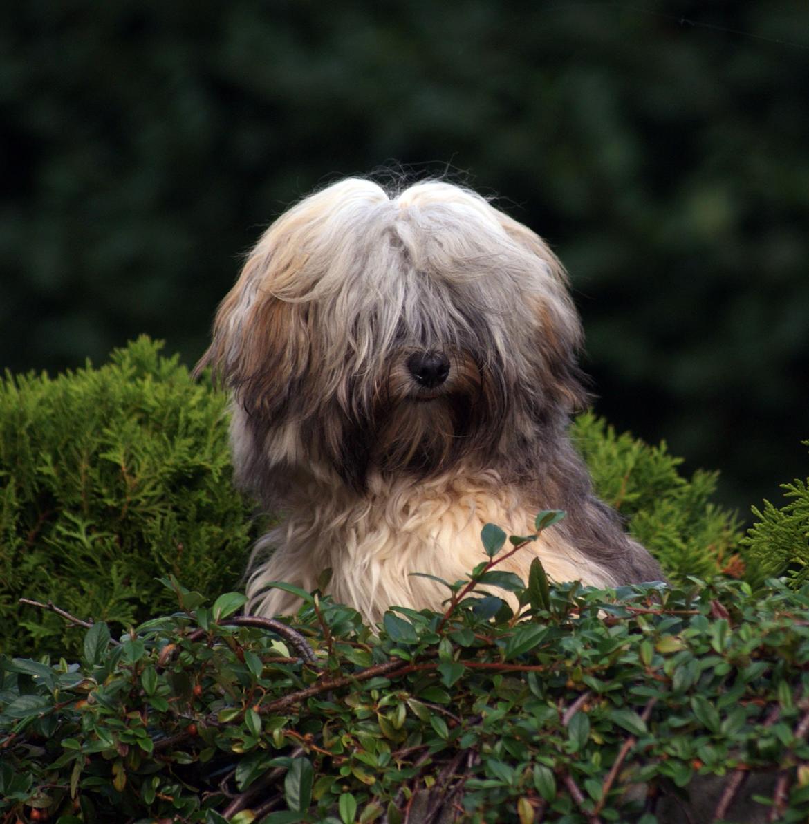 Bichon havanais Raytayas Leah billede 6