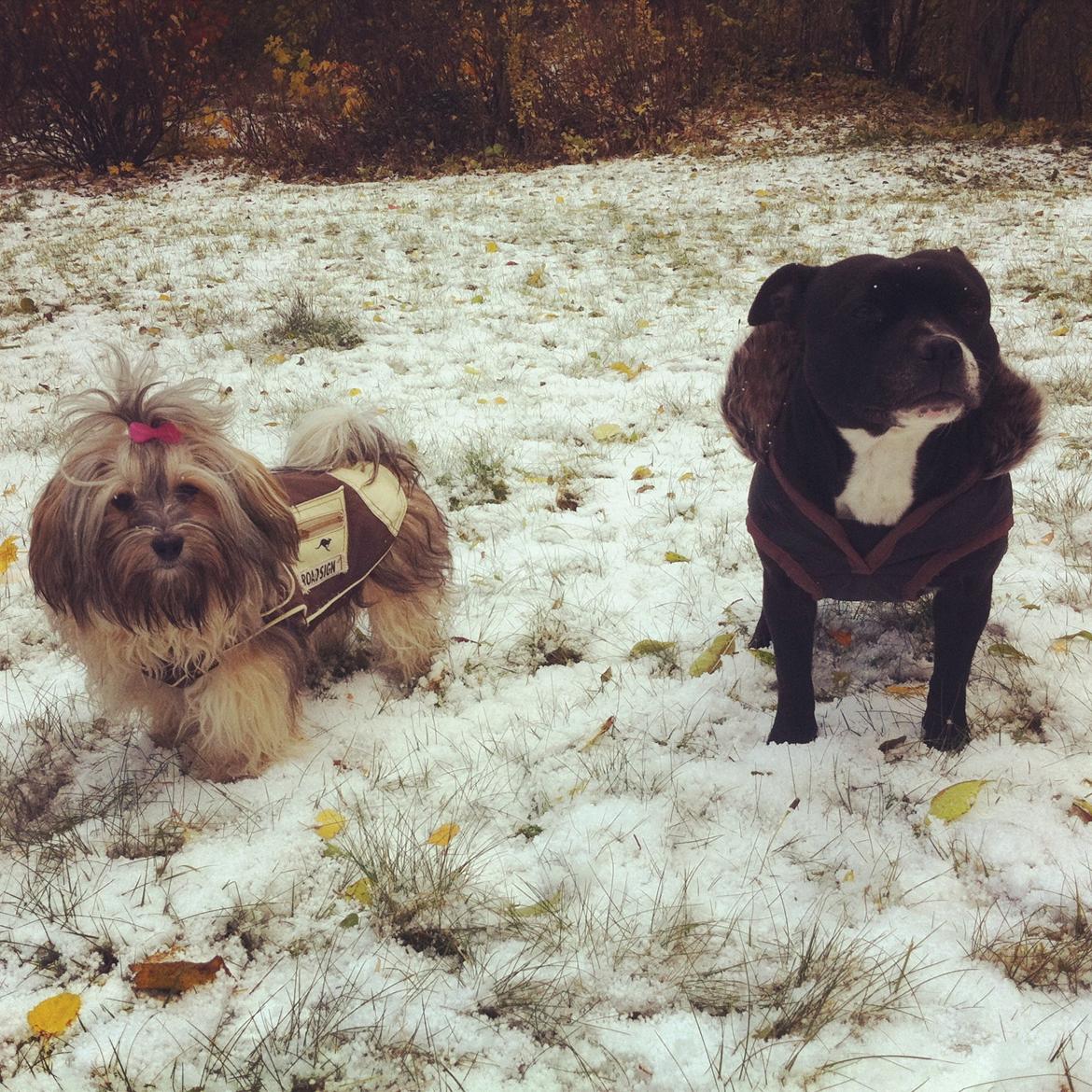 Bichon havanais Raytayas Leah billede 7