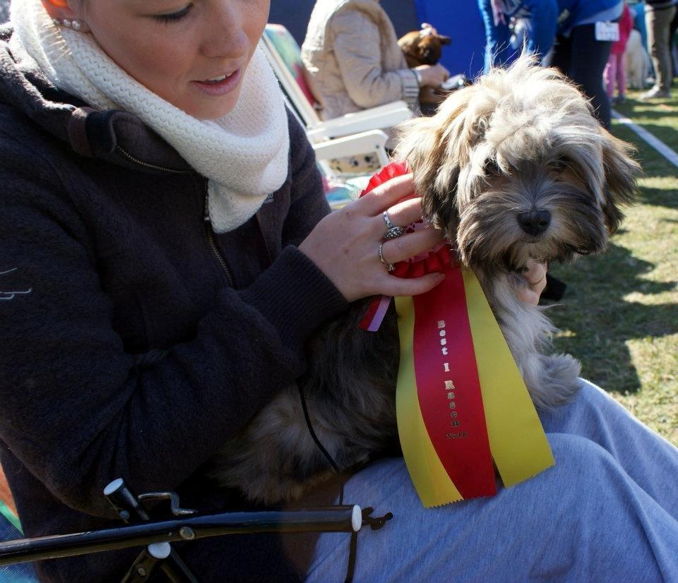 Bichon havanais Raytayas Leah billede 8