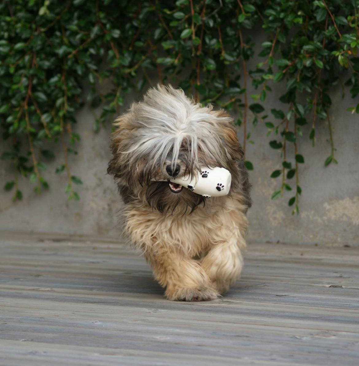 Bichon havanais Raytayas Leah billede 9