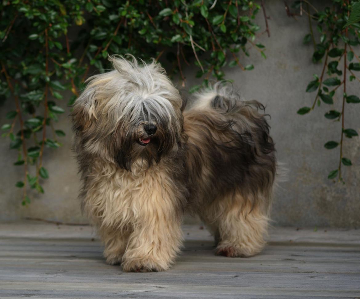 Bichon havanais Raytayas Leah billede 10