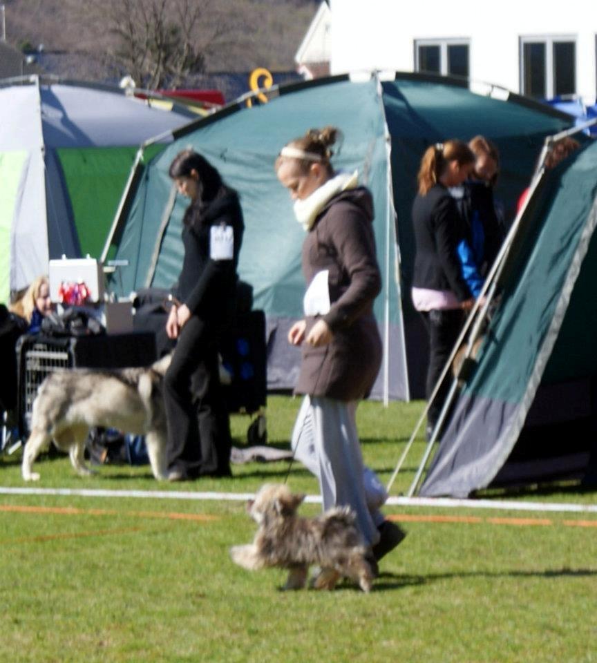 Bichon havanais Raytayas Leah billede 11