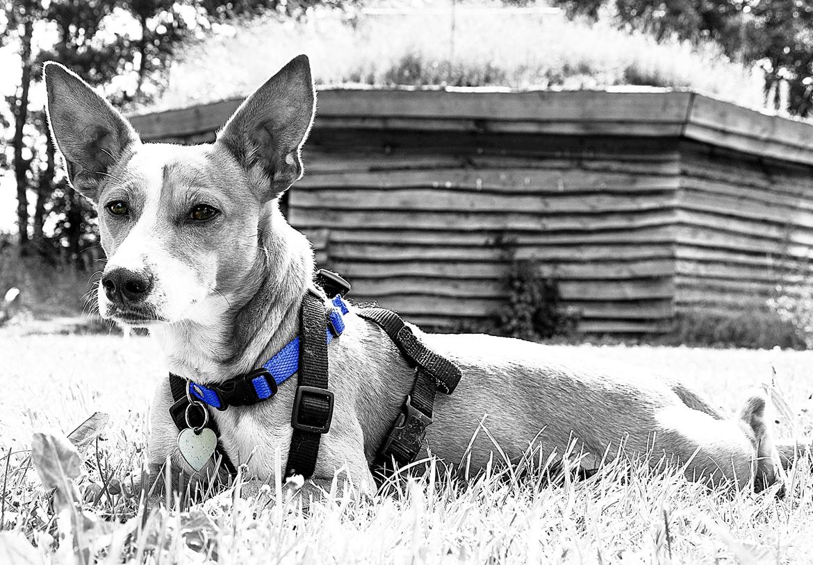 Blanding af racer Benjii billede 1