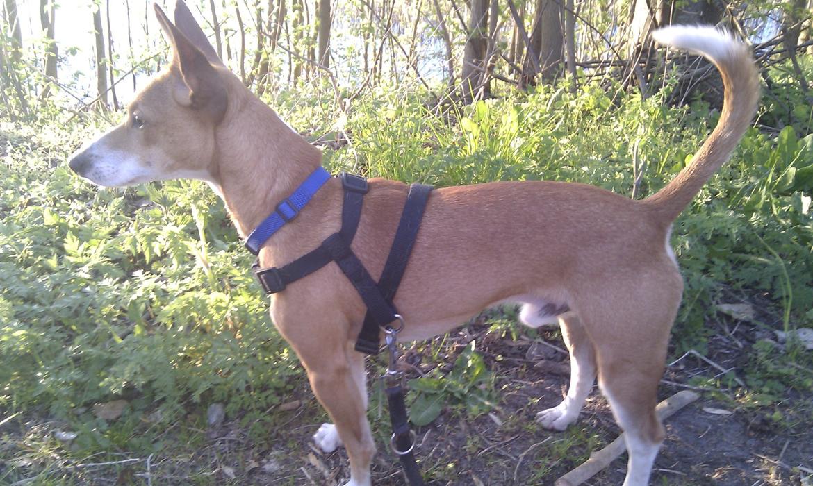 Blanding af racer Benjii billede 2