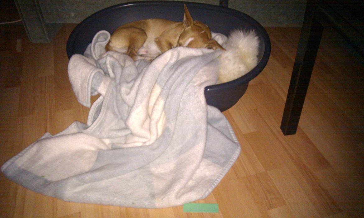 Blanding af racer Benjii billede 3