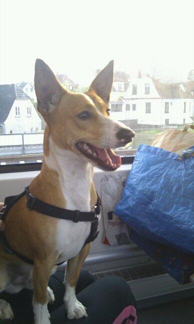 Blanding af racer Benjii billede 4