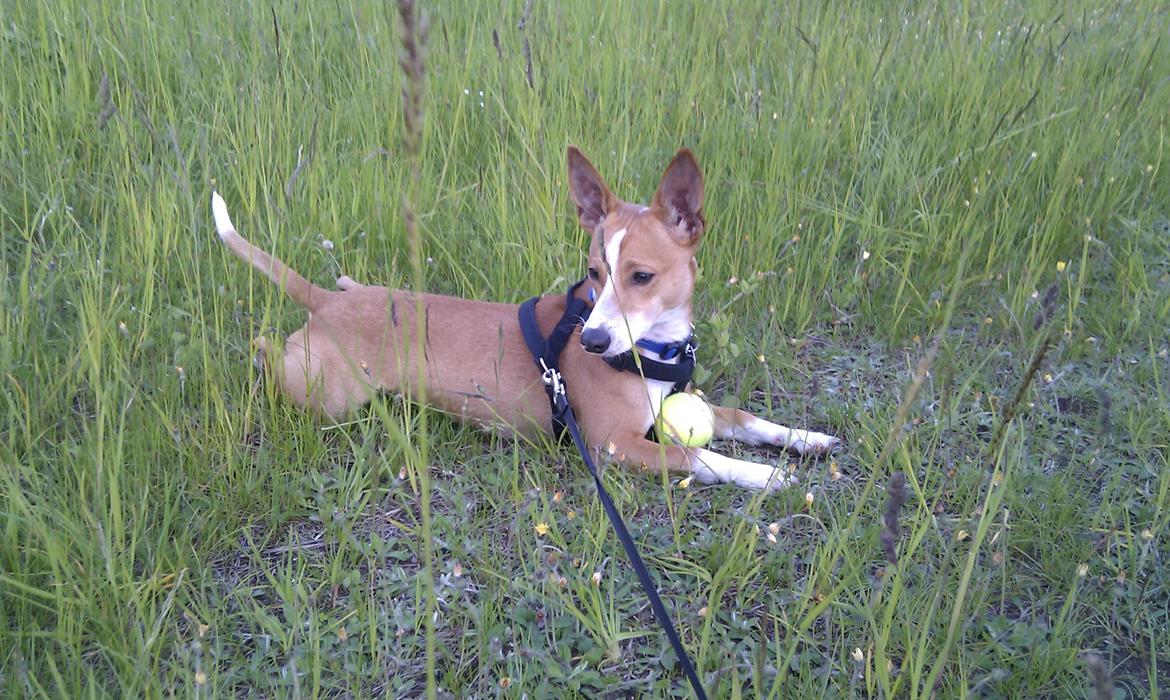 Blanding af racer Benjii billede 6