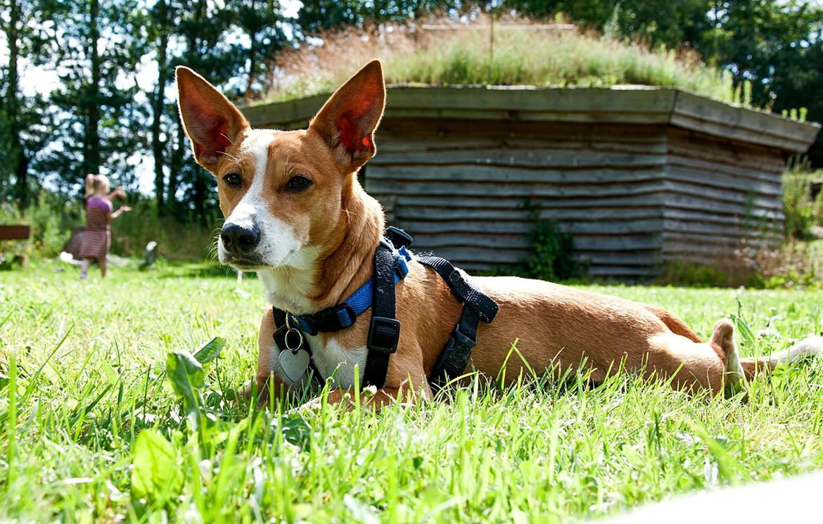 Blanding af racer Benjii billede 7