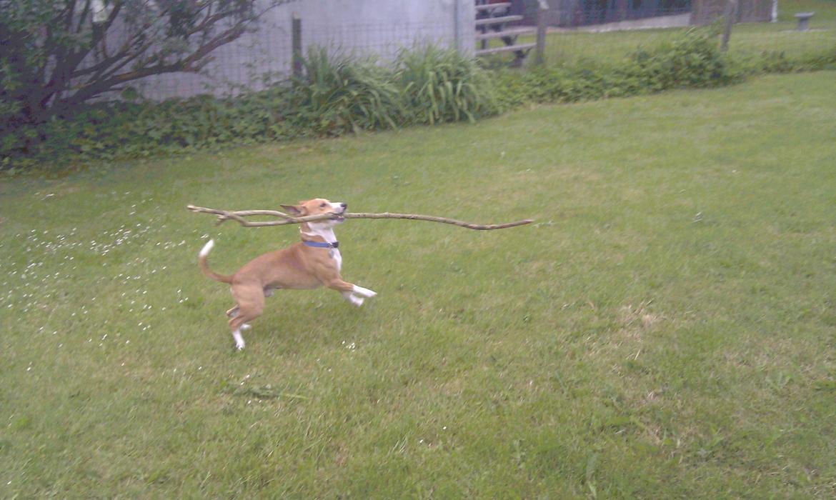 Blanding af racer Benjii billede 8