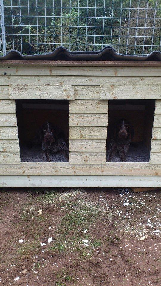 Ruhåret hønsehund Herman Kærholt - nyt isoleret hundehus med egne værelser billede 6